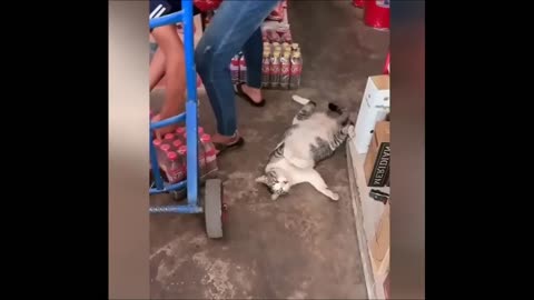 ✅Hilarious videos of these pussies that will make you 😀😀😀😀😀😀😀😀😀😀