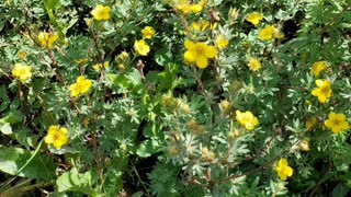 Marti's Meanders own Wildflower Festival in Crested Butte Colorado