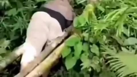 The end 😂😂😂 #funny #fails #shorts #viral #Idiots World