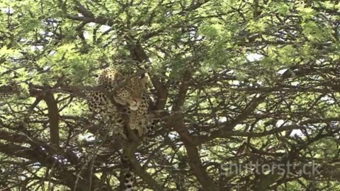 A Safari in the wonderland, Kenya wildlife.