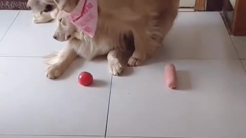 Super Funny Dog Videos!