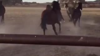 horses