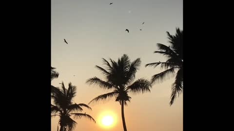 Sunset view with birds flying around