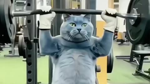 "Training for nine lives like a pro! 🏋️‍♀️🐾 #PurrsonalTrainer #FelineFitness #MeowScleGoals"