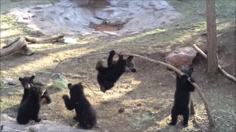 Baby Bear Cubs Playing - CUTEST Compilation baby bear