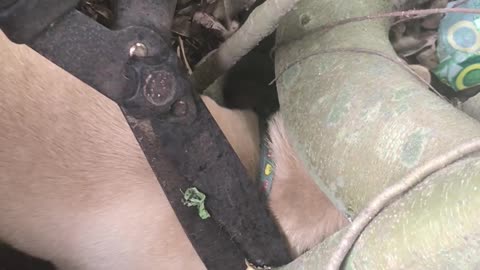 Helping a Puppy Stuck in Tree Roots