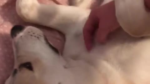 Dog Likes It When I play with His Belly