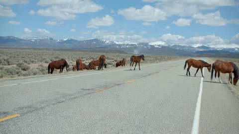 Wild Horses on Mountain Road, Slow Motion Cinematic