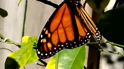 MONARCH DRIES WINGS