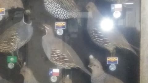 AAR TAXIDERMY: Shadow Box Showcase Quail of North America Bobwhite Scaled Gambels Mearns Valley