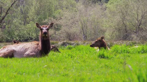 Elk Laying in Grass Looking at Camera