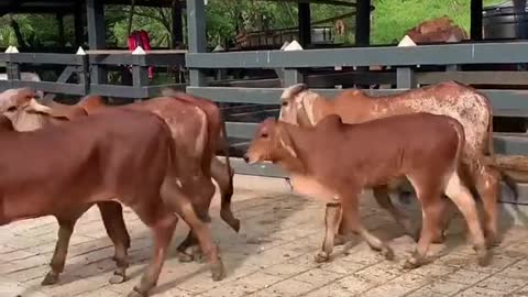 Donadoras productoras los mejores embriones hijos de lso mejores toros productores