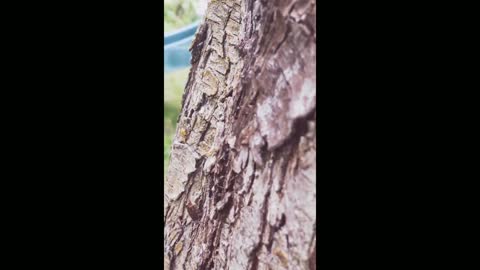 macro shooting of a tree and ants on it