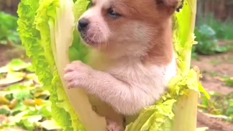 Cute puppy eating vagetable #doglovers #cat #igmeows #cuteanimals #funny #petphotography