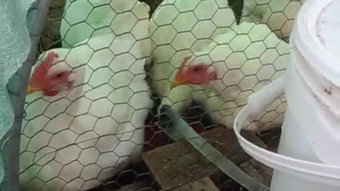 Chicken Tractor