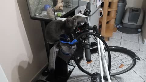 bicycle cat