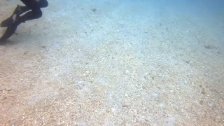 Diver Dwarfed by Massive Stingray