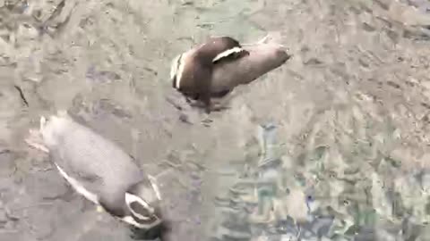 Cute Pinguins. Look till the end...