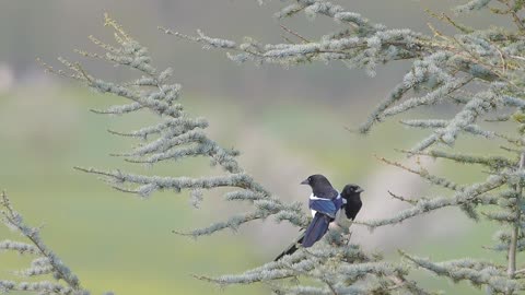 Elster, Birds, Tree