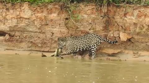 Jaguar Attacks Anaconda