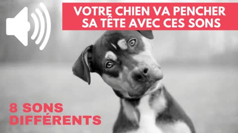 8 sons font pencher la tête de votre chien