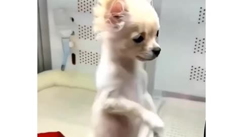 🤣🤣Every Dogs are dancing new viral video