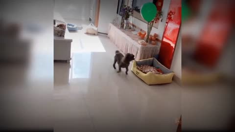 Cute puppy playing with balloon🤣🤣cute baby dog.