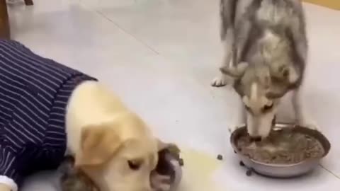 funny cat and dog