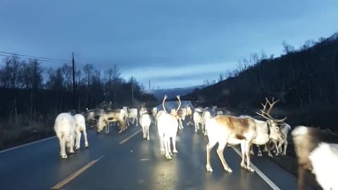 Santa's Reindeer on the Loose