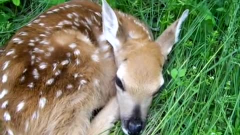 Golden Retriever Meets Newborn Fawn! [Conversation Between Dog And Deer]