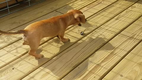 Puppy Plays With New Flappy Friend