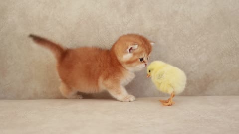 Kittens walk with a tiny chicken