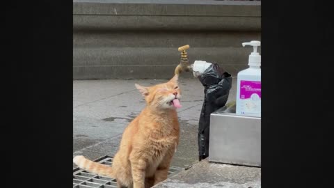 Enchanting Cats Drinking Water in a Temple