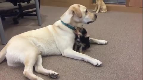 Nurse Saves 5-Week Old Blind Puppy From Being Euthanized