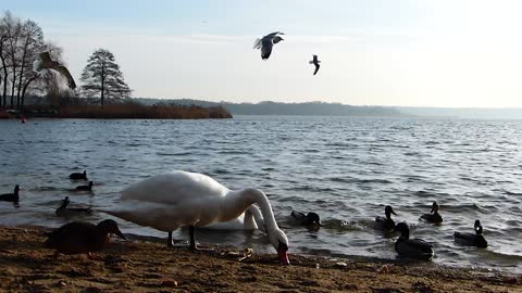 Swan at Beach