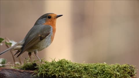 Robin (Bird) relaxing sound