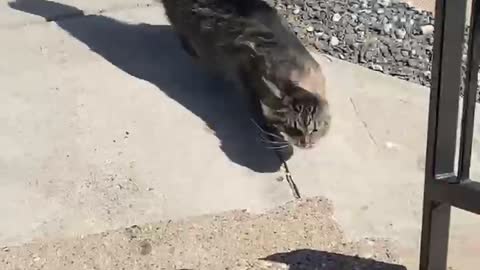 Cat Encounters 26 MPH Winds