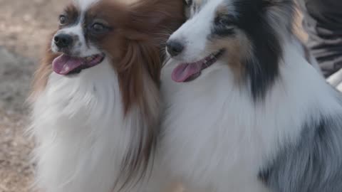 Woman Playing with Two Pet Dogs