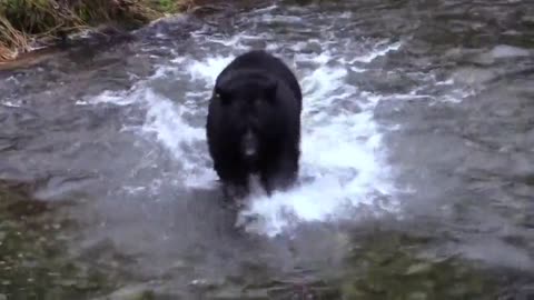 Bear in Water Stream