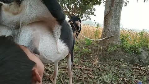 Oh my god!hungry village boy drink raw milk from goat breast, best ever goat milk drinking....