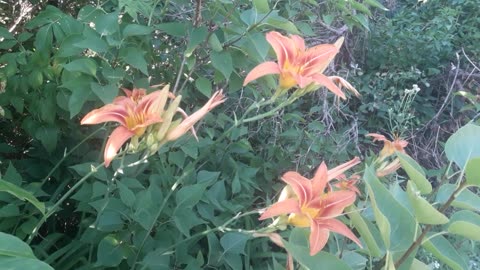 New lilies