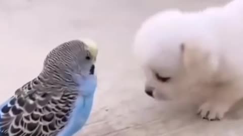 Cute 🥰 baby dog &parrot nice video