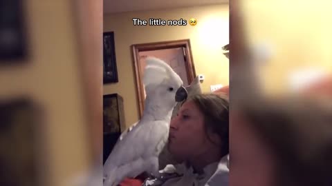 Cute parrot