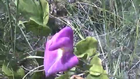 Pretty Purple flower bayhops on the sand, with the view of the sea [Nature & Animals]