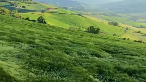 Wind in grassland