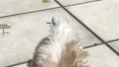 White dog bowtie stands back legs to grab treat