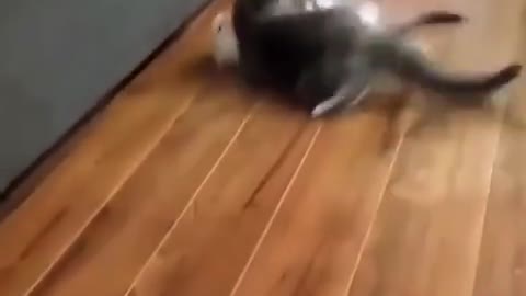 ninja cat executing an attack