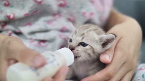 Baby cat drink milk