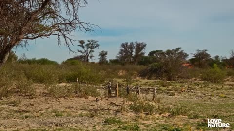 Cobra vs Mongoose love nature