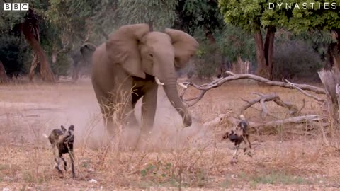 Elephants Charging At Painted Wolves | Dynasties: On Location | BBC Earth